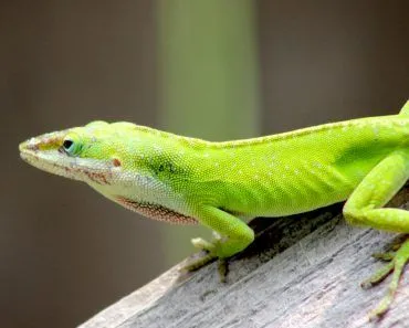 lizard green mammal nature animal cold blooded