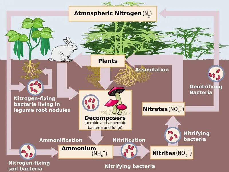 What Is The Nitrogen Cycle? How Have Humans Affected It?