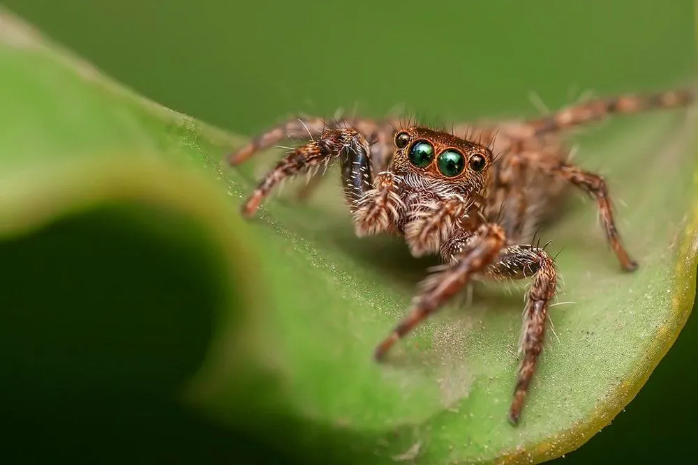 What Is The Clock Spider And The Legend Surrounding It?