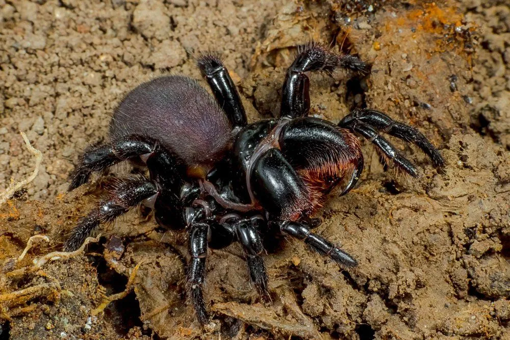 Arachnophobia: Why Are We Afraid Of Spiders?