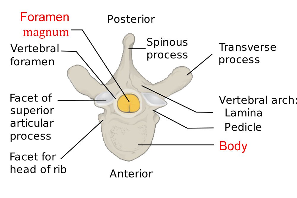typical vertebra