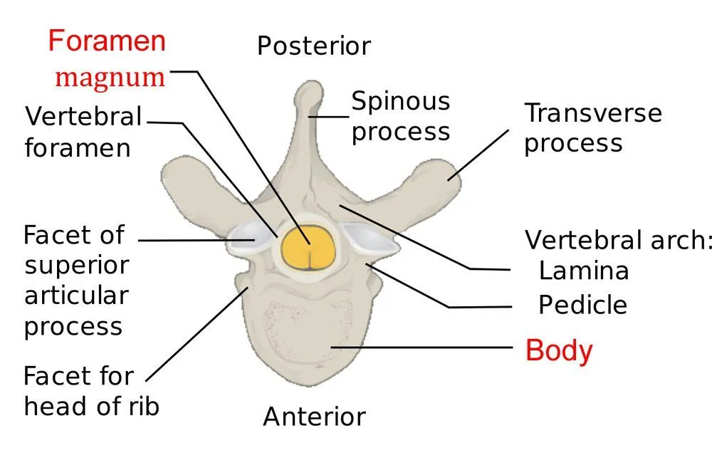 typical vertebra
