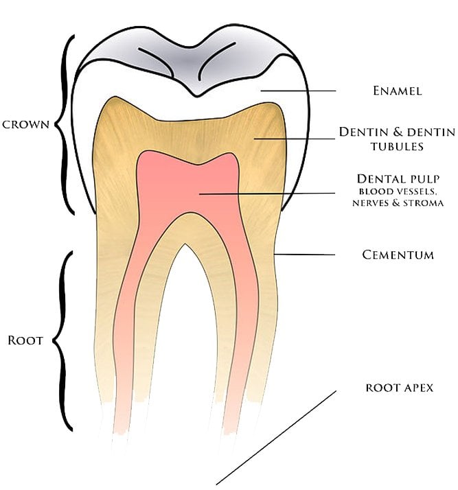Basic anatomy tooth