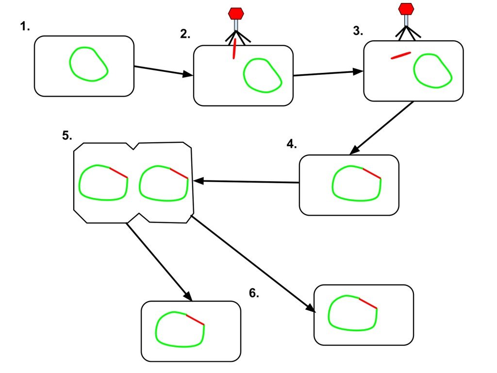 Lysogentic cycle