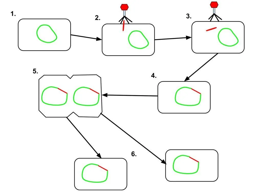 Lysogentic cycle