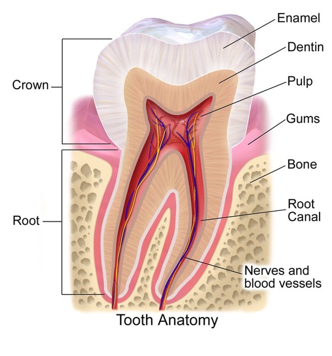 Tooth Anatomy