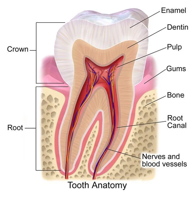 Tooth Anatomy