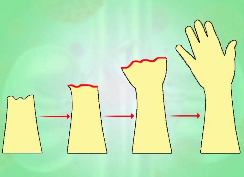 Liver Regeneration: Why Liver Is Only Internal Organ That Regenerates?