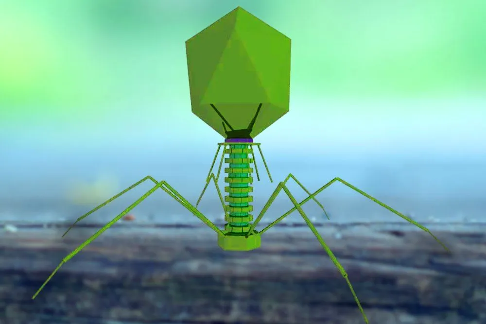 Lytic And Lysogenic Cycles: Definition, Differences, And Diagram