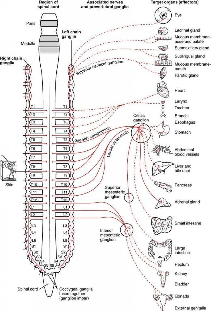Connections of the Sympathetic Nervous System