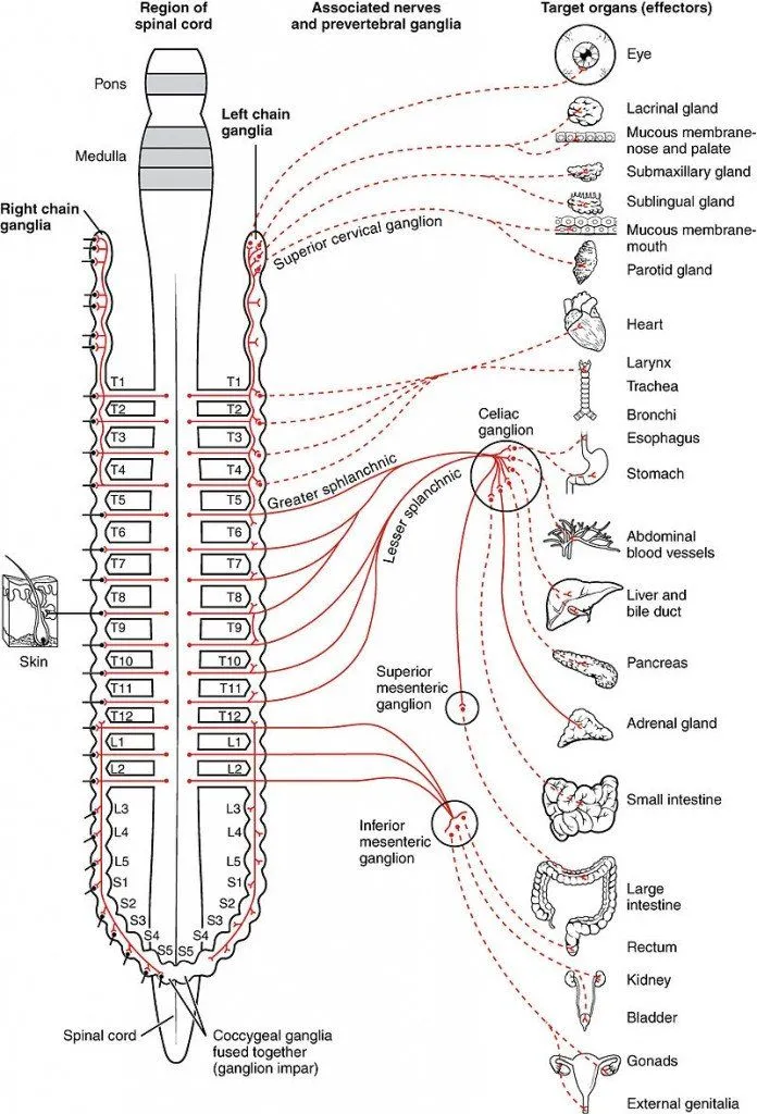 Connections of the Sympathetic Nervous System