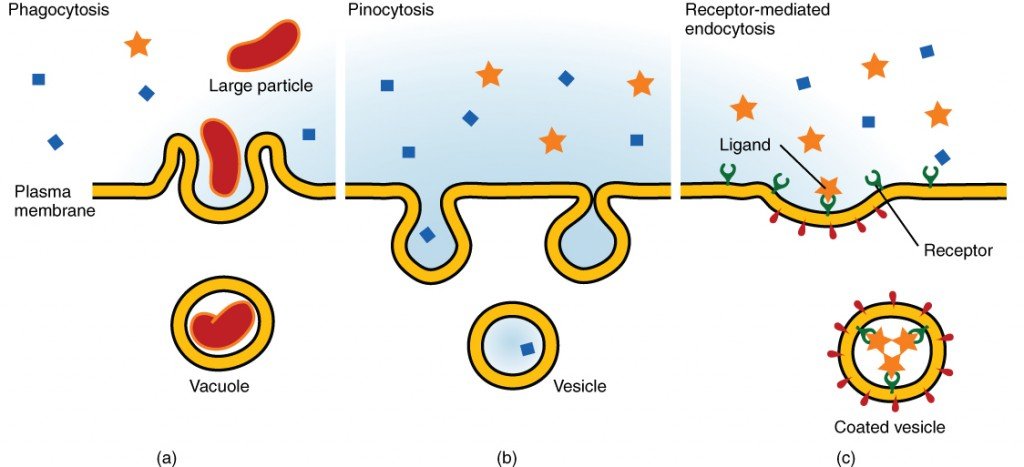 Endocytosis