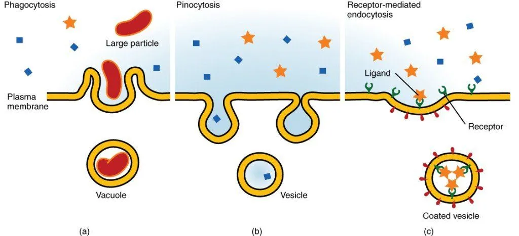 Endocytosis