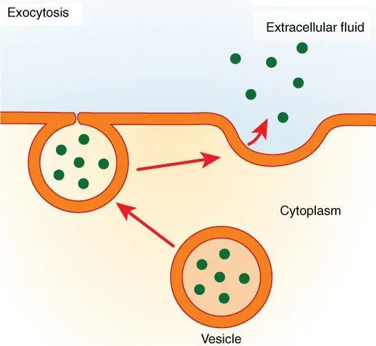 What Is Exocytosis?