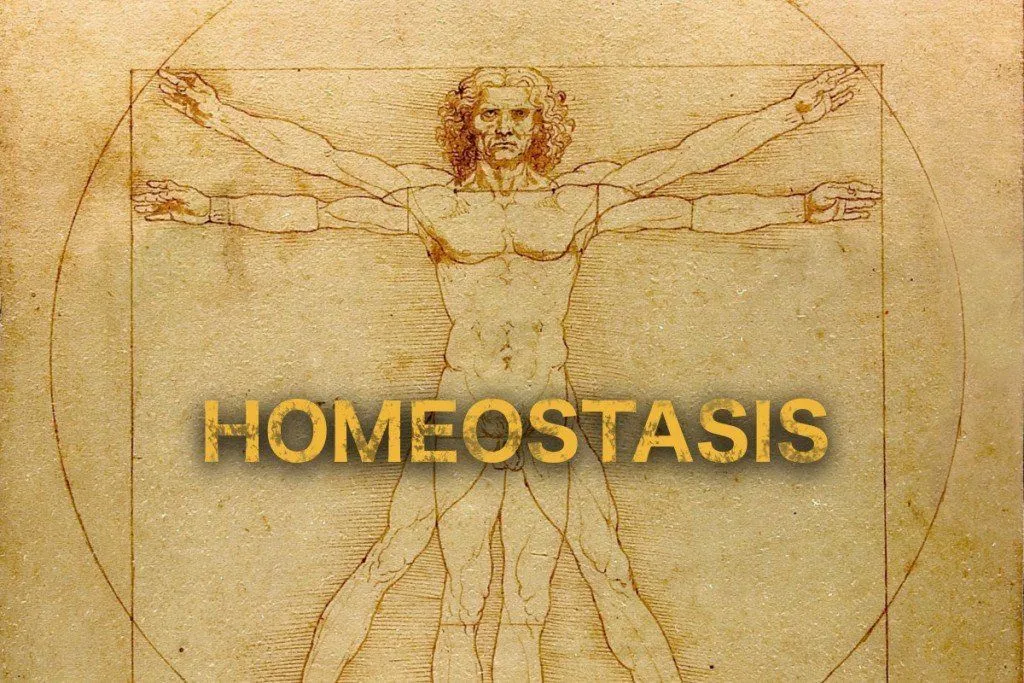 What Is Homeostasis?