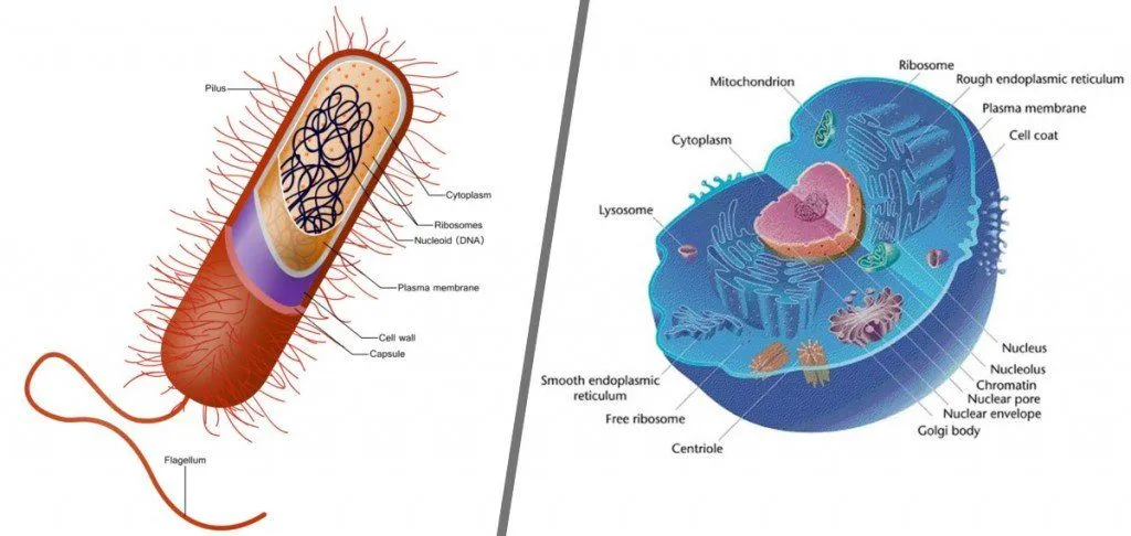 What Is The Difference Between Eukaryotic And Prokaryotic Cells?