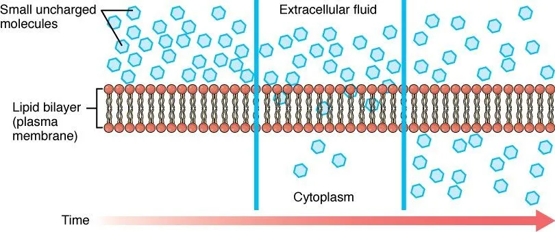 Simple_Diffusion_Across_Plasma_Membrane