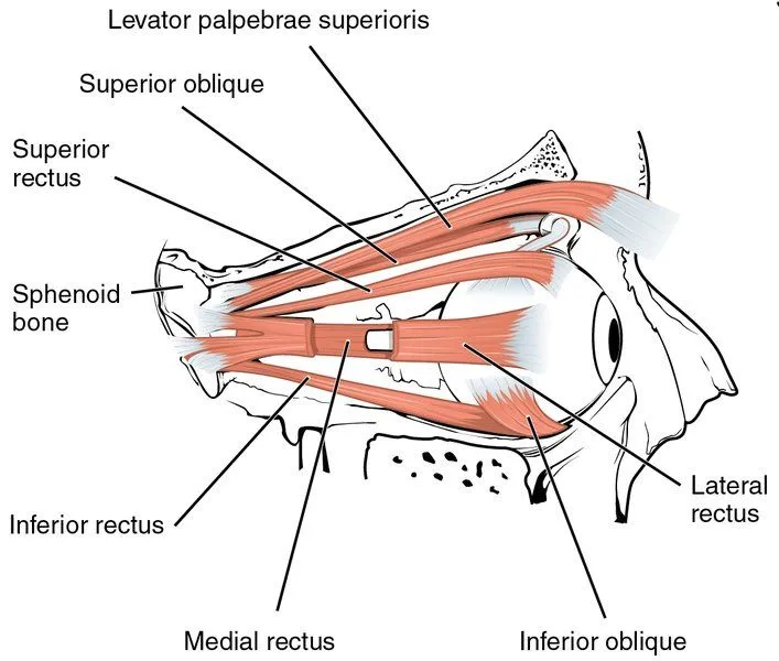 The Extrinsic Eye Muscles right eye lat