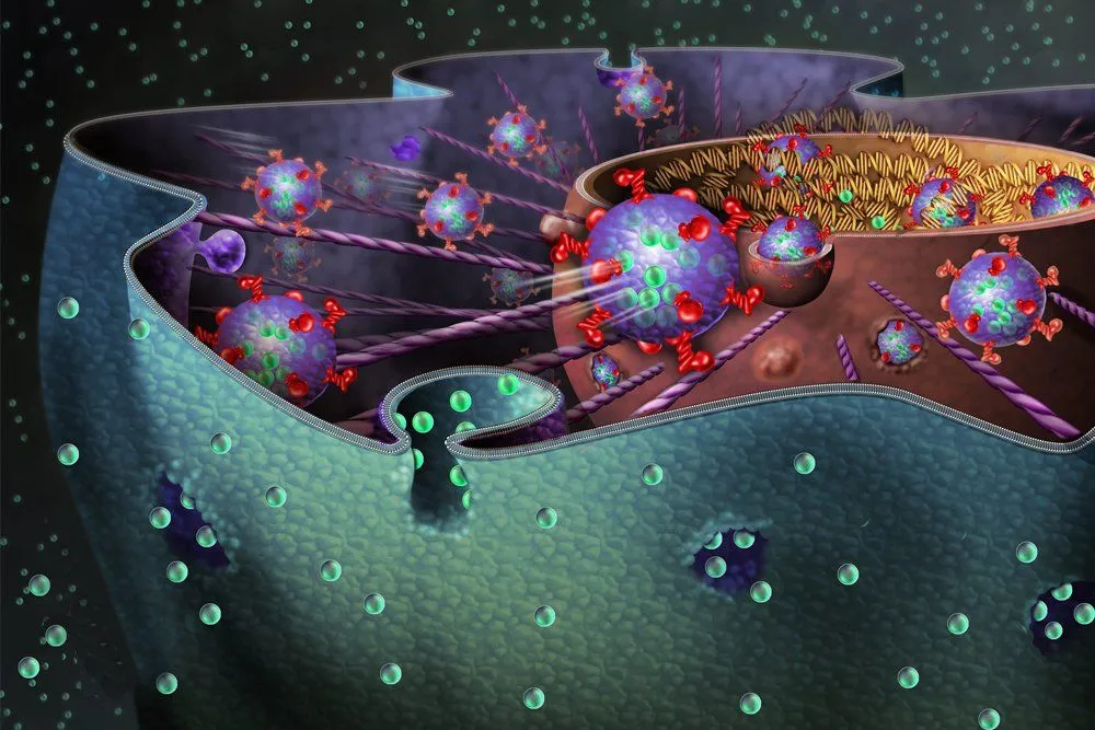 What Are Endocytosis, Pinocytosis And Phagocytosis?