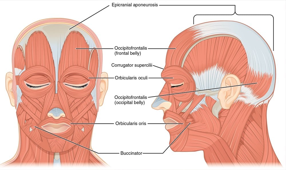 front and side view of muscle