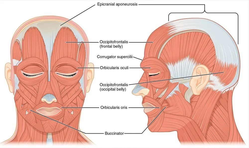front and side view of muscle