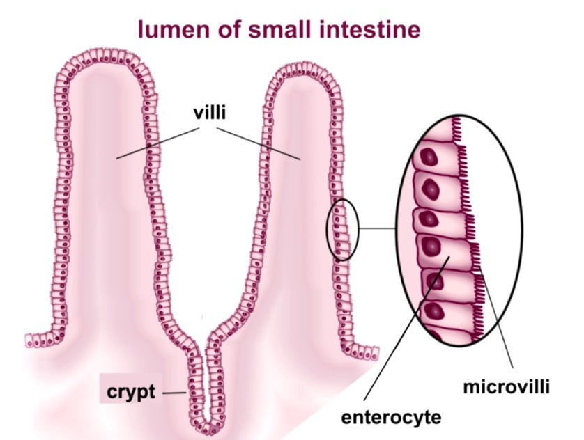 lumen of small intenstine