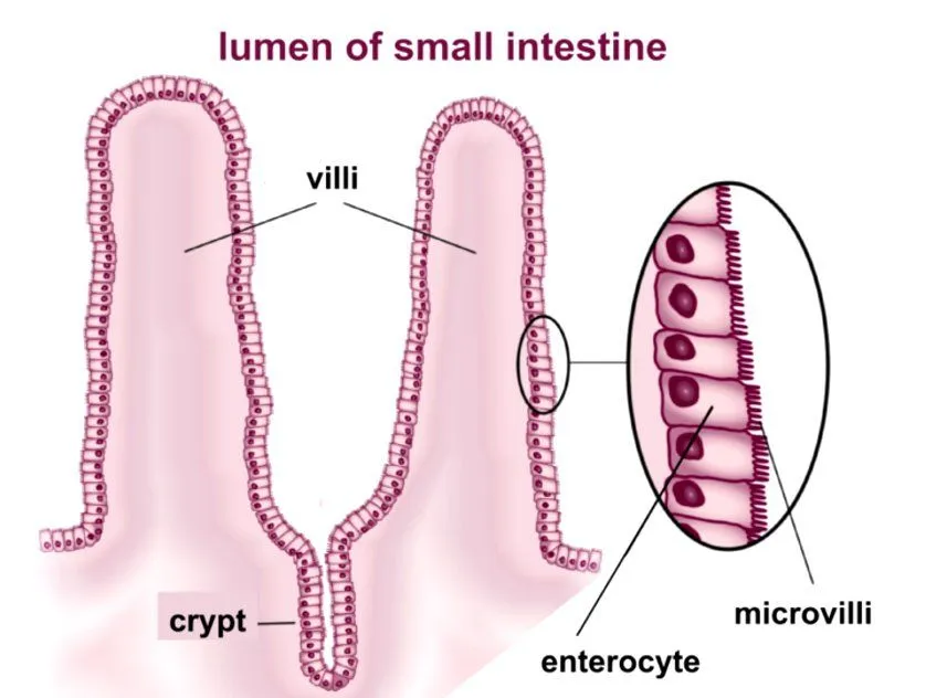 lumen of small intenstine