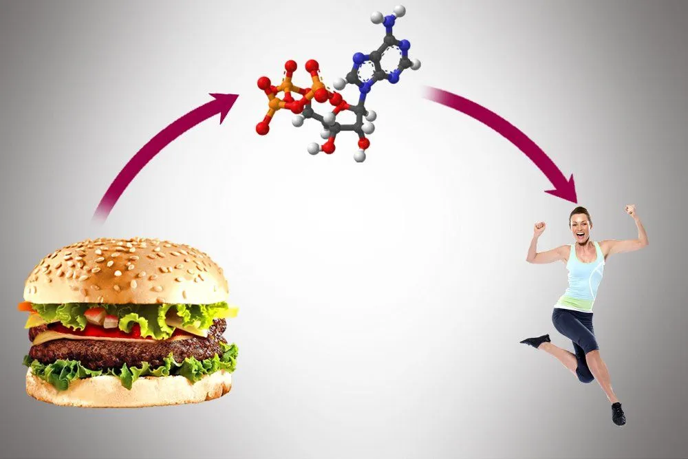 What Is Metabolism, Catabolism And Anabolism?