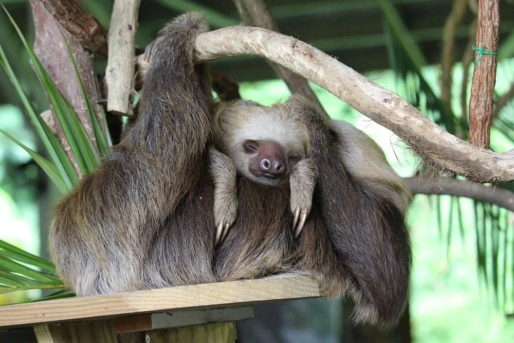 Why Are Sloths So Slow And Lazy?