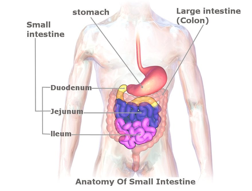 small intenstine anatomy