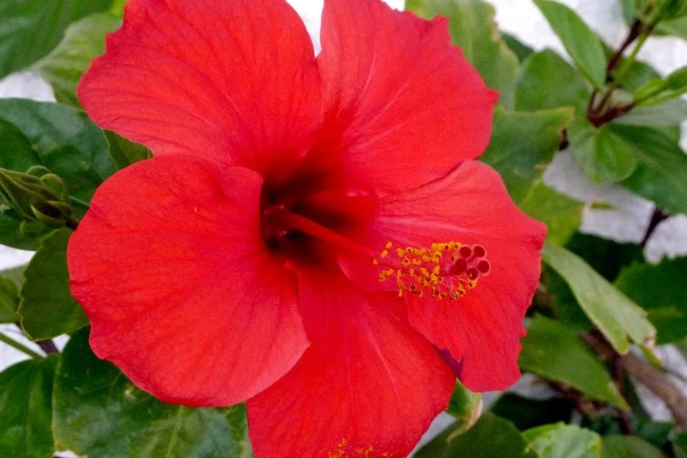Angiosperm: Definition, Examples And Significance