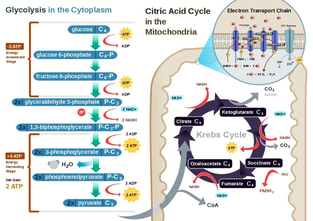 Cell Respiration