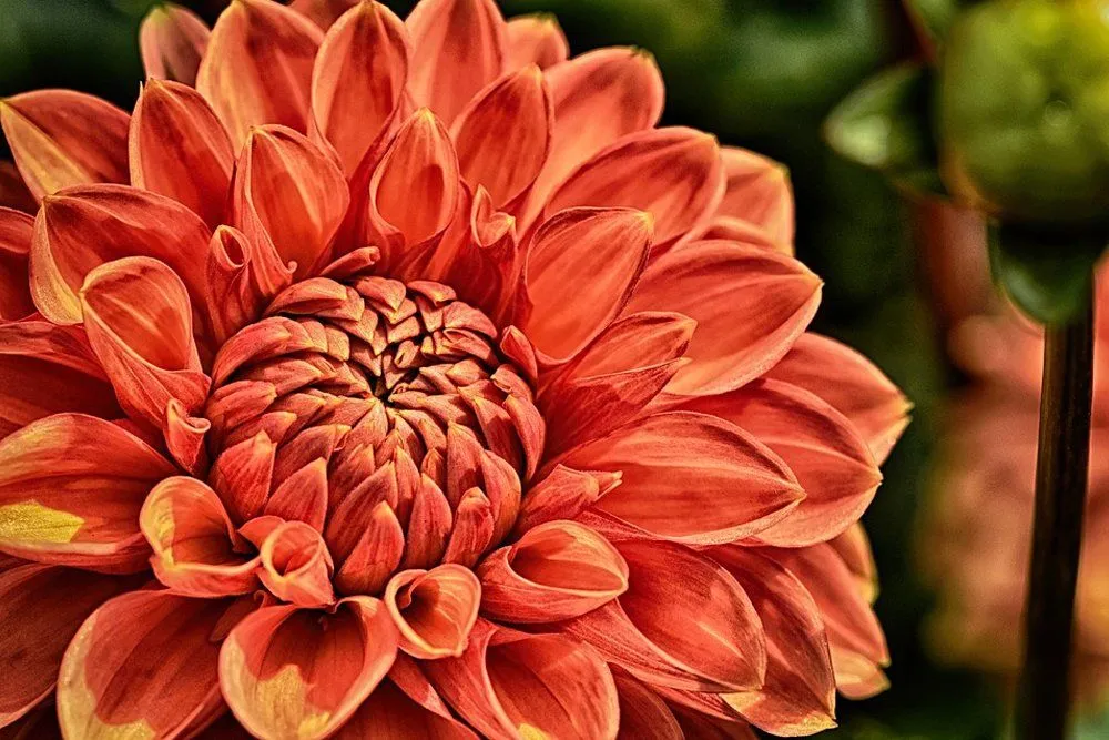 Floral Symmetry: Why Are Some Flowers So Symmetric?