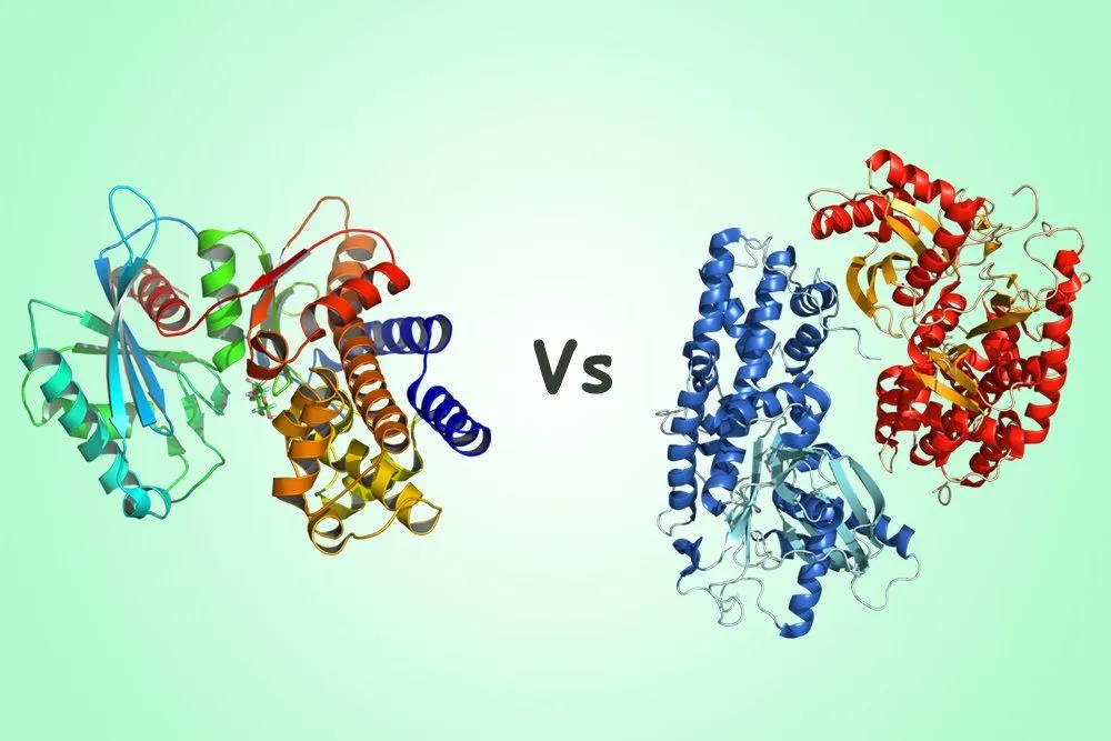 Hexokinase Vs Glucokinase : Definition, Mechanism And Function