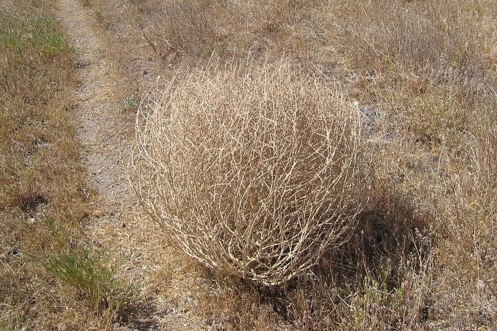 Tumbleweed