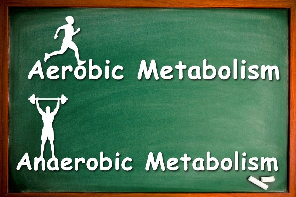 Aerobic Metabolism Vs Anaerobic Metabolism
