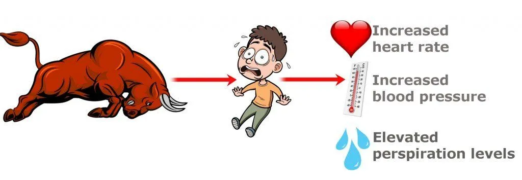 An intuitive view of emotions and bodily reactions upon the sight of an angry, charging bull