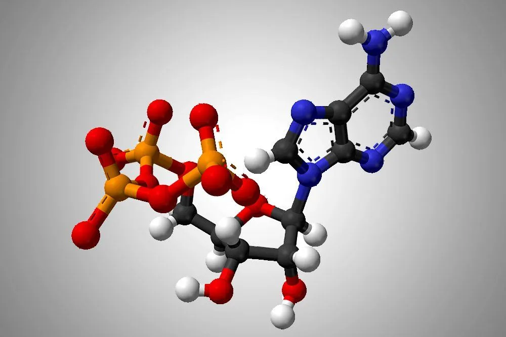 Adenosine Triphosphate (ATP): Definition, Production Process & Utilization