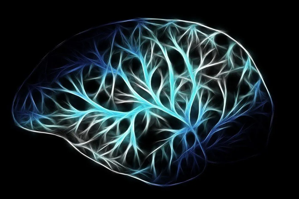 Why Don't Brain Cells Undergo Mitosis?