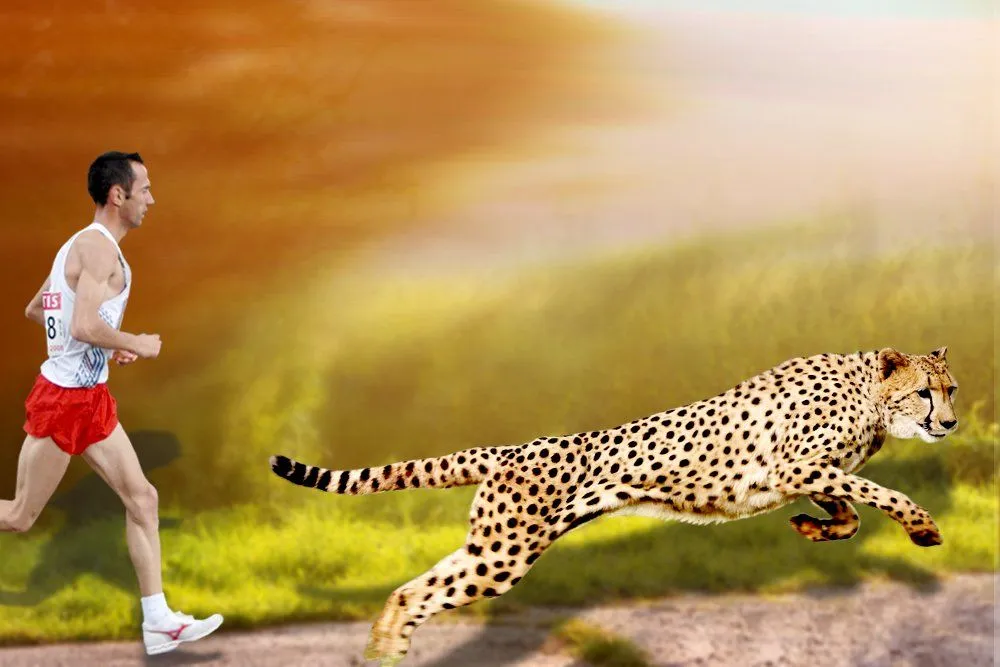 Cheetah Vs Human: Why Can't Humans Run As Fast As Cheetahs?