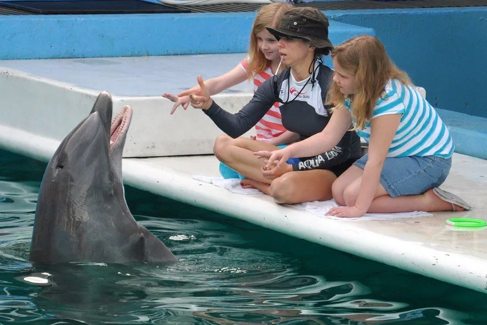 Talking To Dolphins: Can We Communicate With Dolphins?