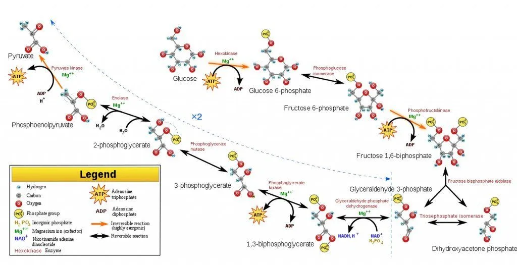 glycolysis process