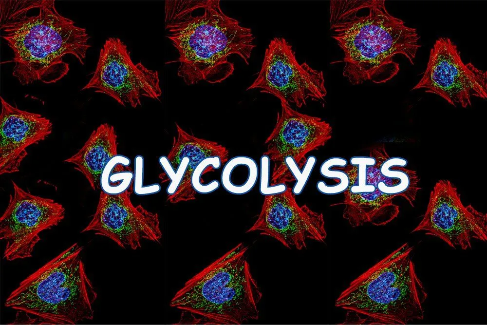 Glycolysis: Definition, Process, Steps And Significance