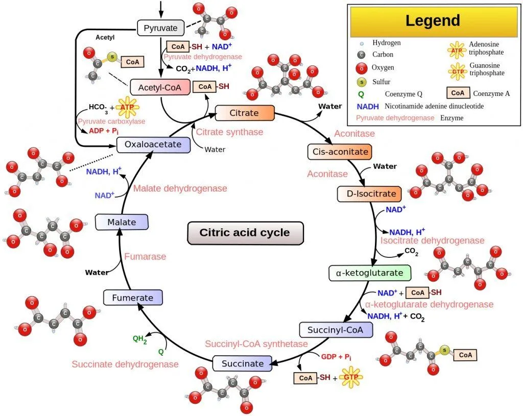 kreb cycle