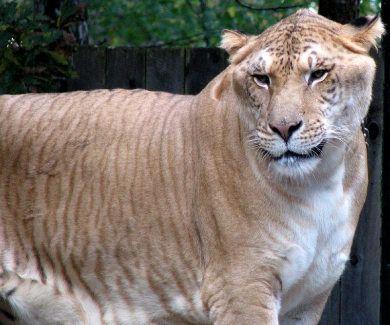 liger