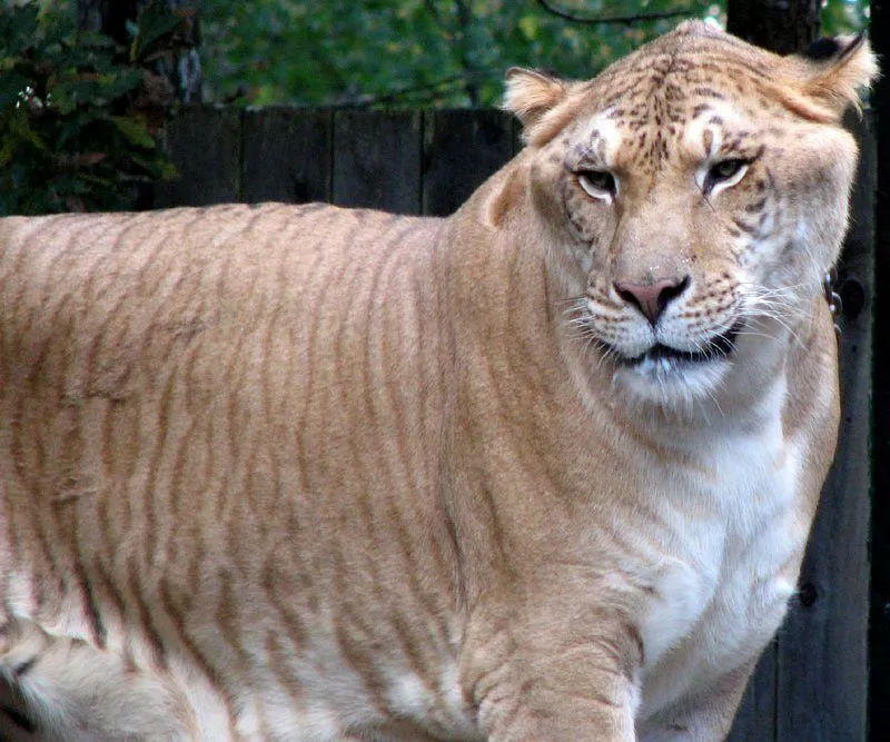liger