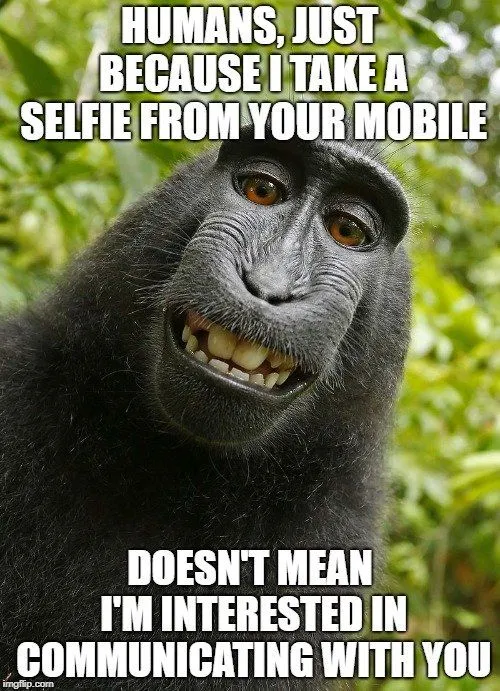 Can We Communicate With Dolphins?