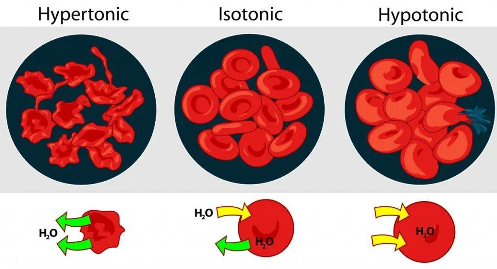 osmatic flow in cell