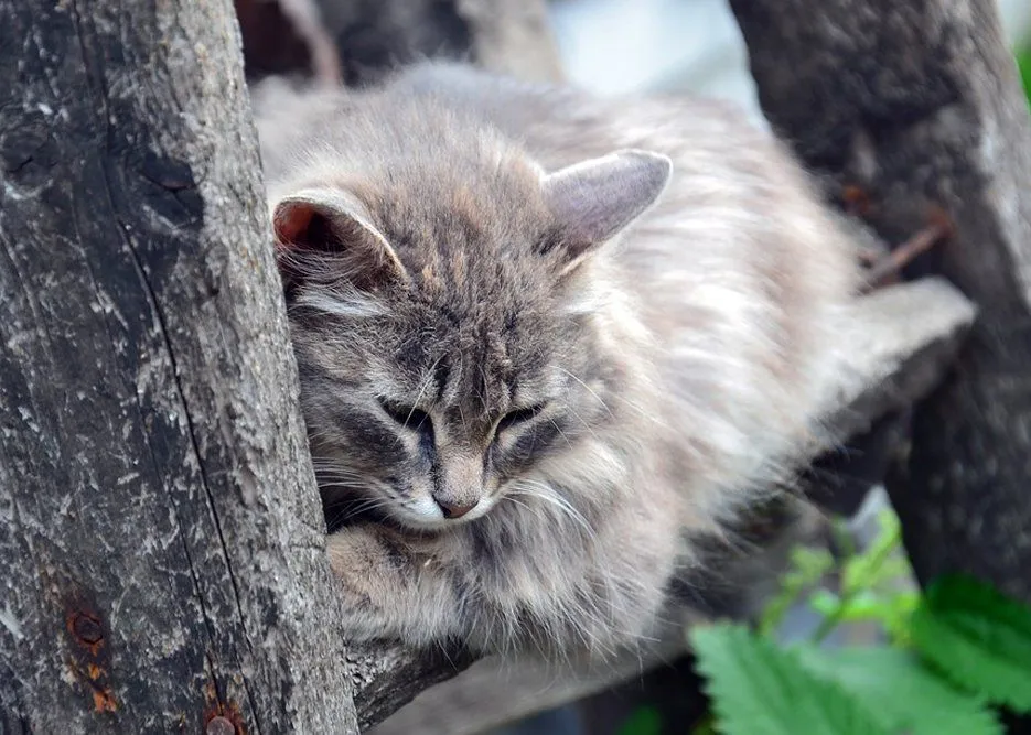 Do Animals Understand Death? Do Animals Grieve?