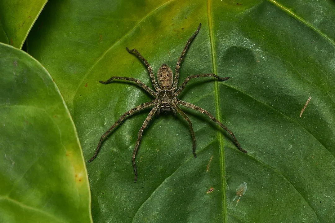 AHeteropoda venatoriahuntsman spider (Credits: Wikimedia Commons)